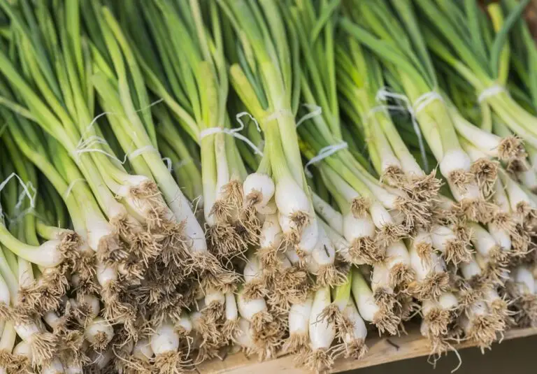 Chives Vs Green Onions You'll Be Surprised To Know The Difference