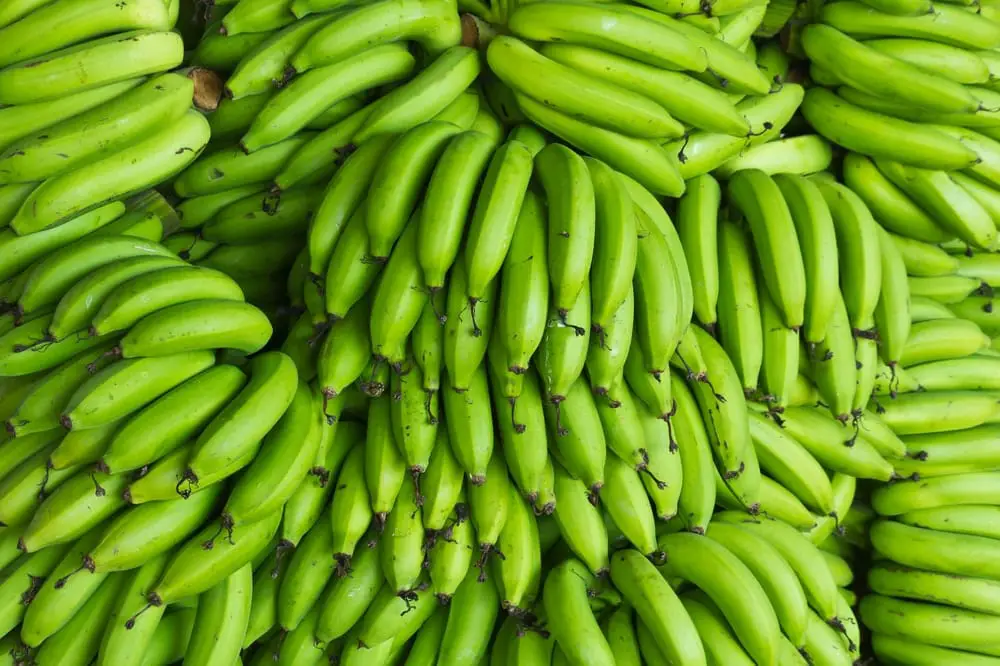 Different Variable Effects on Ripening Green Bananas