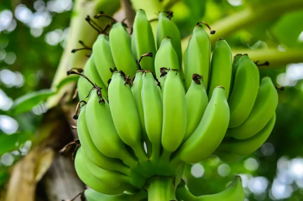 Green Banana Shelf Life