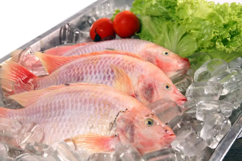 How to tell if snapper is fresh