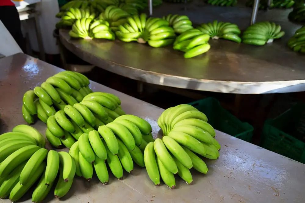 How To Keep Green Bananas From Ripening Know 7 Easy Ways