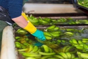 Vinegar Bath on Green Bananas