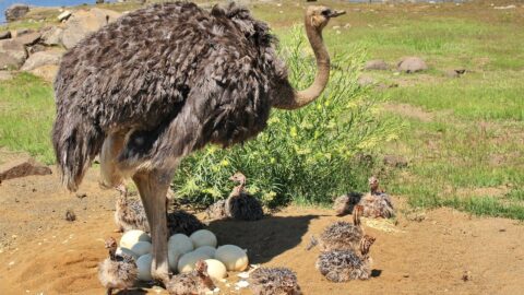What Does Ostrich Egg Taste Like