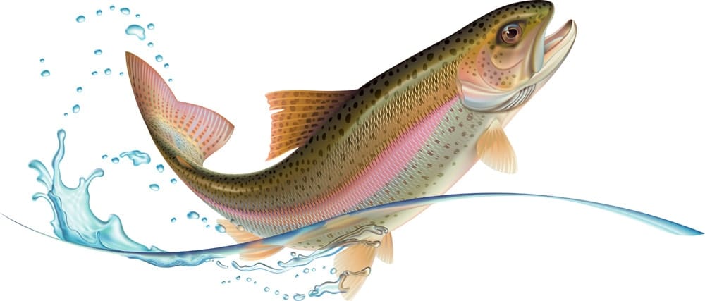 What Does Rainbow Trout Taste Like