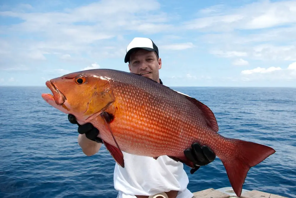 What Does Red Snapper Taste Like