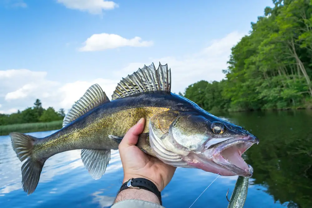 What Does Walleye Look Like