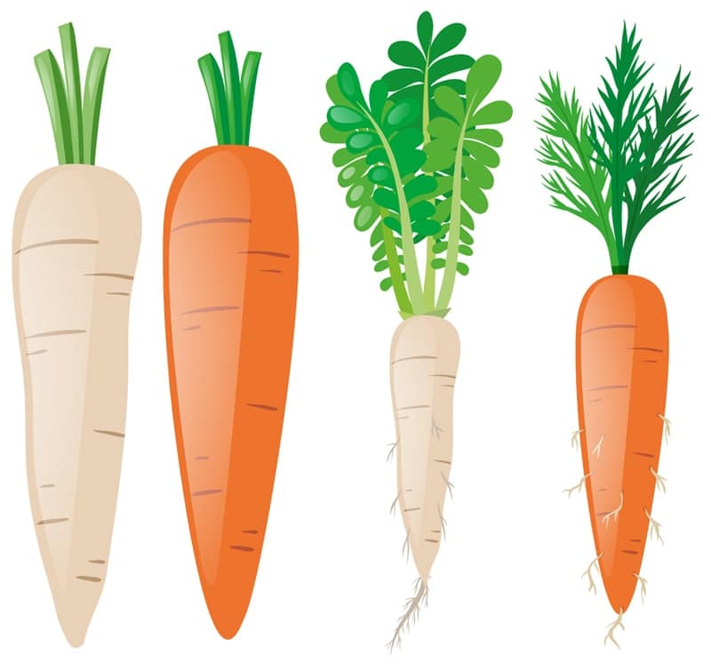 brief history of carrots