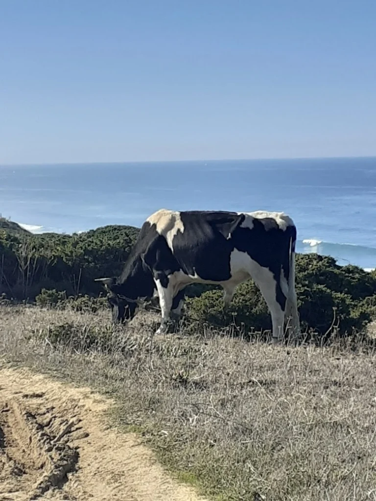 cow in the nature