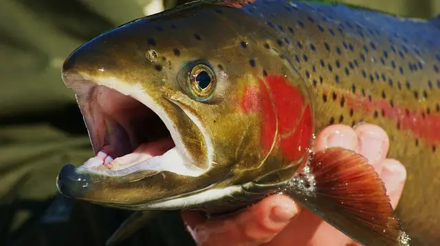 steelhead trout vs. salmon