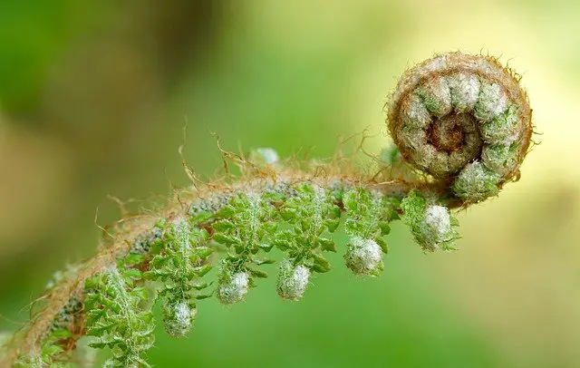 what do fiddleheads taste like